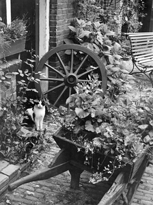 361126 Afbeelding van een kat tussen planten en bloemen bij een huis te Utrecht.